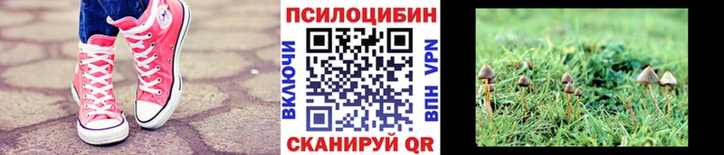 Галлюциногенные грибы Psilocybine cubensis  Реж 